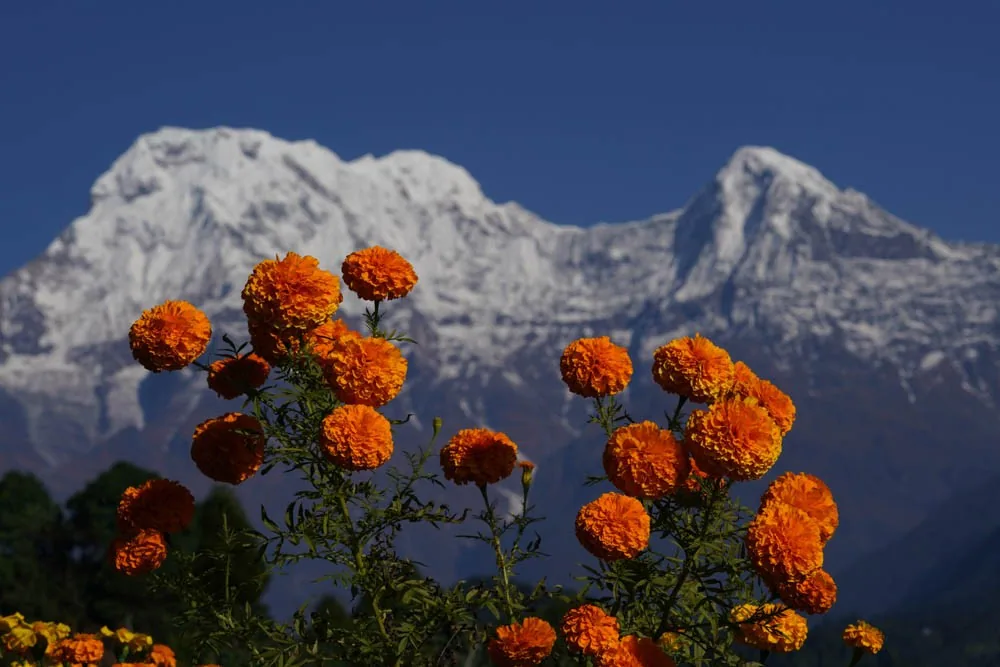 Three days trekking the Annapurnas, teahouse to teahouse