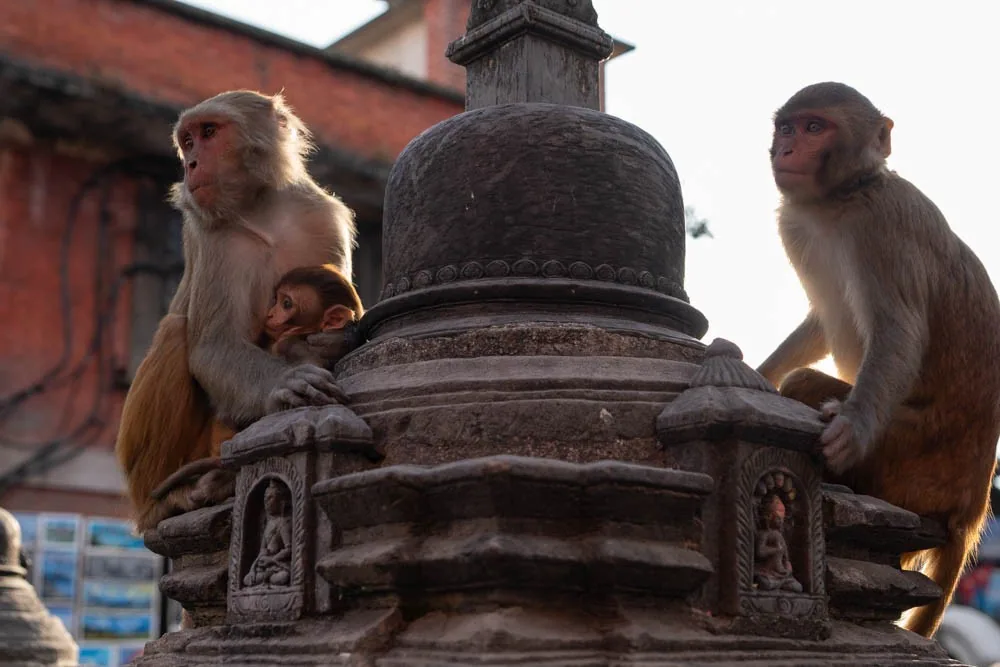 Swayambhunath, the Monkey Temple, above Kathmandu